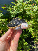 Ornate Diamondback Terrapin Female
