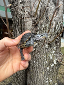 Hi Blue Concentric Diamondback Terrapin 2025