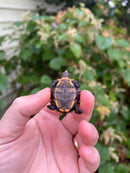 Keeled Box Turtle Baby