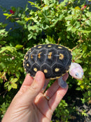 Ornate Diamondback Terrapin Female