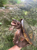 Common Snapping Turtle Adult Female