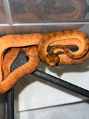 Amazon Tree Boa Baby 2023 CB