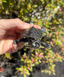 Hi White Concentric Diamondback Terrapin 2025