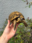 Mesopotamian Greek Tortoise Adult Female