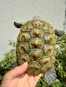 Concentric Diamondback Terrapin Adult Female