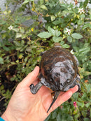 Franco-Italian Pond Turtle Adult Female