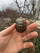 Leopard Tortoise 2026