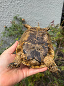 Mesopotamian Greek Tortoise Adult Female