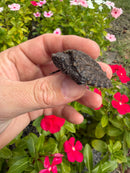 Alligator Snapping Turtle X Common Snapping Turtle