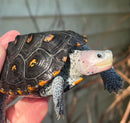 Ornate Diamondback Terrapin Female