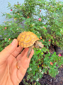 Hypomelanistic Cherryhead Red Foot Tortoise Baby 2026