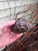 HI YELLOW Florida Box Turtle