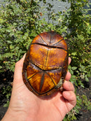 Red Cheeked Mud Turtle Adult Trio