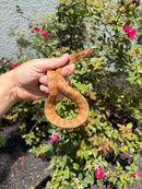 Red Salt Marsh Water Snake Adult Female
