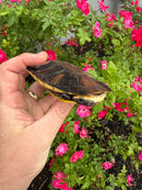 Twist-necked Turtle LTC Female