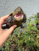 Chinese Big Head Turtle Adult Male