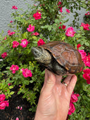 Reeves Turtles Adult Female