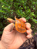 Bourret's Flowerback Box Turtle 2026