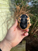 Golden Coin Box Turtle 2023