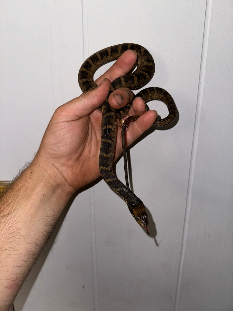 Broad Banded Water Snake CB Babies (CLUTCH