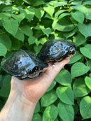 Black Marsh Turtle Adult Pair