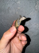 Hi White Concentric Diamondback Terrapin 2024