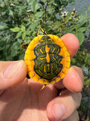 Supernova Golden Flame Florida Red Bellied Turtle