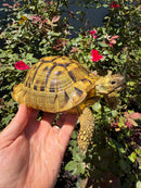 Eastern Hermann's Tortoise Adult Male