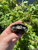 Balkan Pond Turtle Adult Male