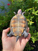 Ornate Diamondback Terrapin Male