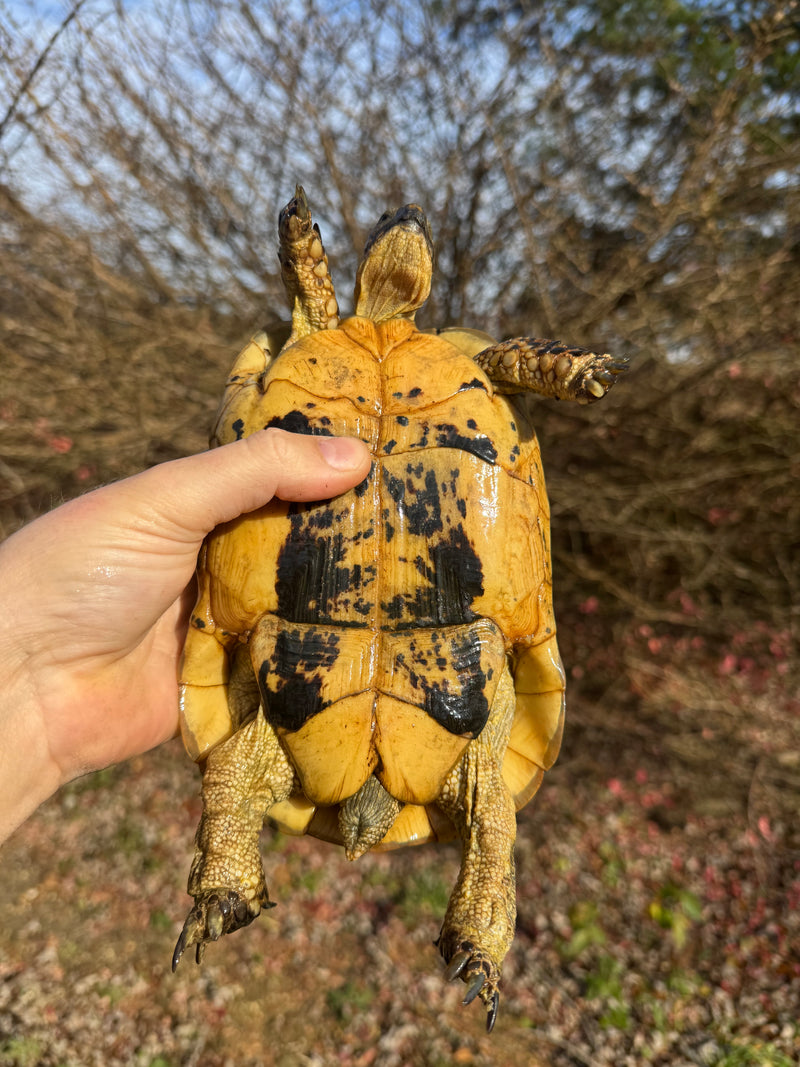 Libyan Greek Tortoise Adult Female