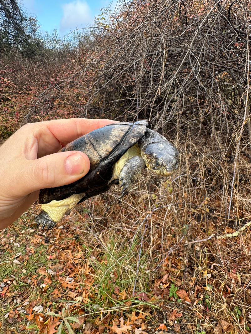 African Dwarf Mud Turtle Adult Female