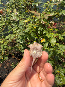 Albino Florida Snapping Turtle 2026