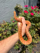 Red Salt Marsh Water Snake Adult Female