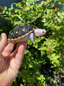 Ornate Diamondback Terrapin Female