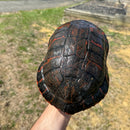 Northern Red Bellied Turtle Adult Female