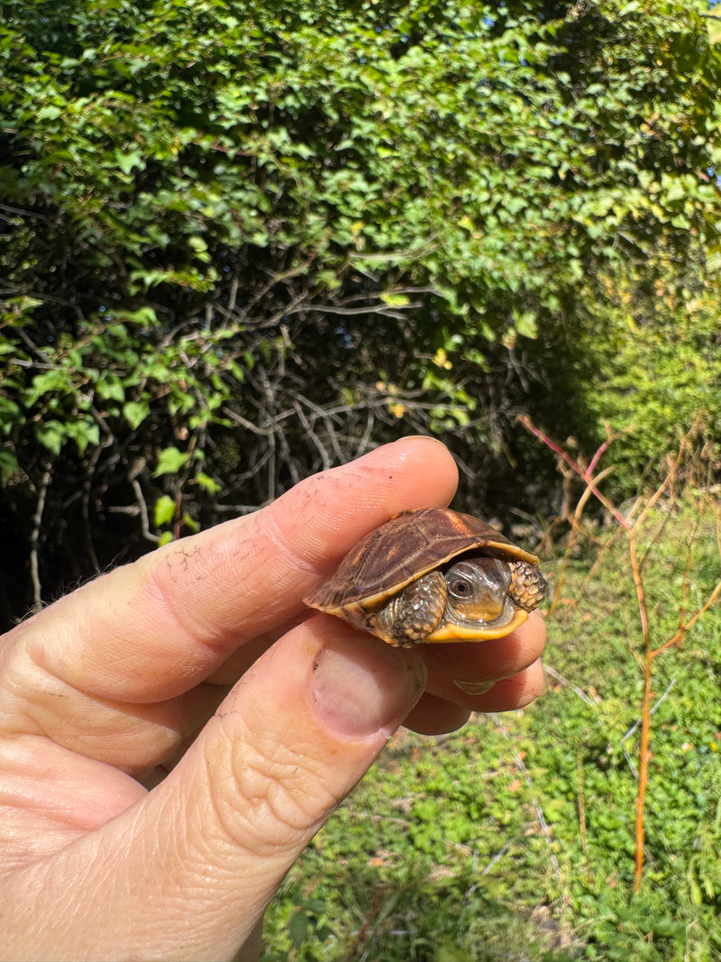 Hi Color Orange Baby Eastern Box Turtle