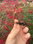 Hi Orange Vietnamese Black Breasted Leaf Turtle Baby 2025