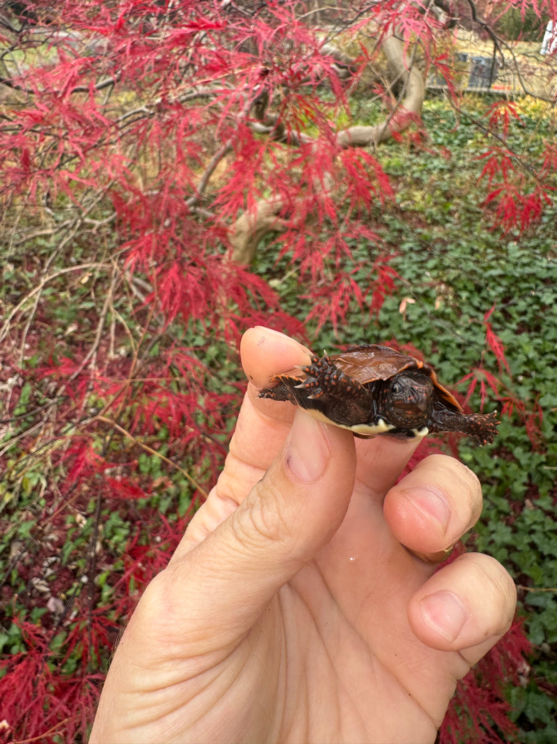 Hi Orange Vietnamese Black Breasted Leaf Turtle Baby 2025