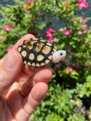 Ornate Diamondback Terrapin Female