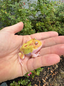Mutant  Pacman Frog