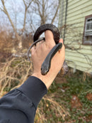 Texas Indigo Snake Juvenile
