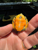 Orange Flame Baby Florida Red Bellied Turtle 2025