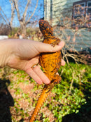Super Red Niger Uromastyx Adult Pair