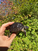 Aldabra Tortoise USA CB 2025