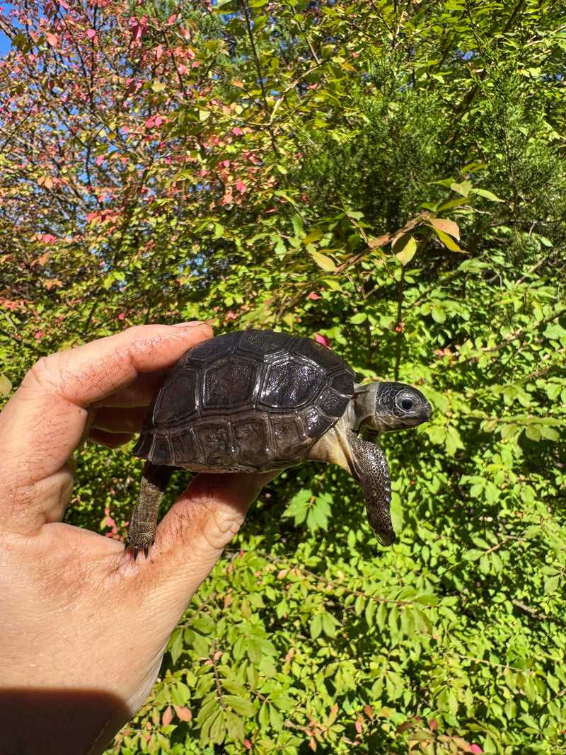 Aldabra Tortoise USA CB 2025