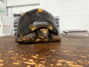 Barbados Red Foot Tortoise Adult Male