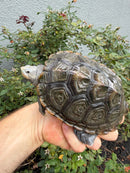 Northern Diamondback Terrapin Adult Female
