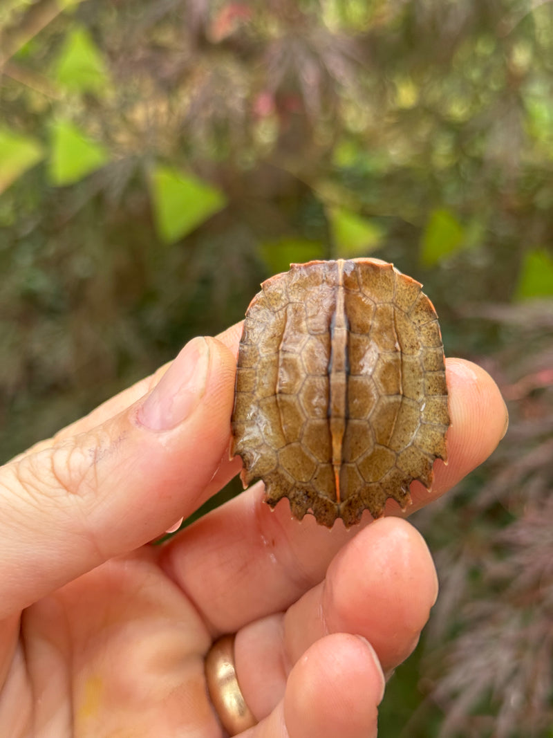 Vietnamese Black Breasted Leaf Turtle Baby 2025