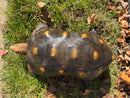Barbados Red Foot Tortoise Adult Male
